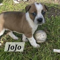 Photo of Jo Jo