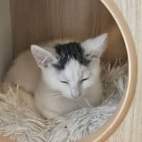 Photo of Eddie *9 Lives Project Rescue*