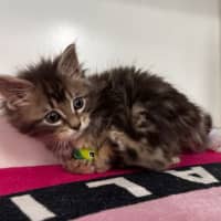 Photo of Ada