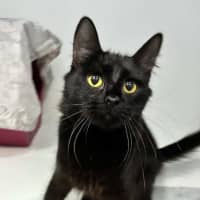 Photo of Binx