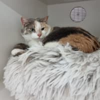Photo of Cookie