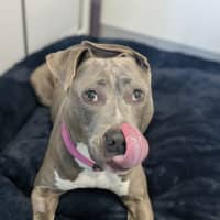 Photo of 🍇 Lyra 6376 🍇