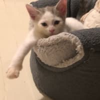 Photo of Lulu