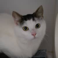Photo of Midori