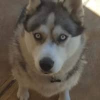 Photo of Sasha 