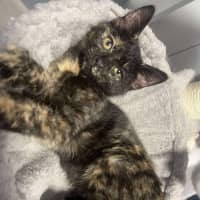 Photo of Pebbles