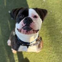 Photo of Buddy