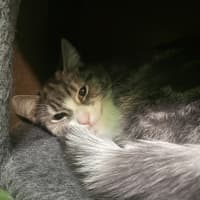 Photo of Serena (Bonded With Venus)