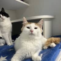 Photo of Guinness