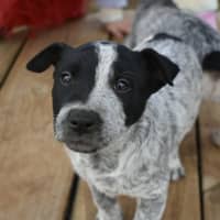 Photo of Dobby