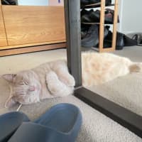 Photo of Belly