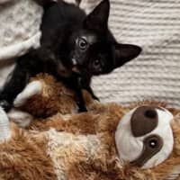 Photo of Frankie