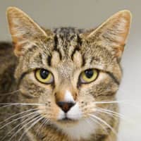 Photo of Snicker