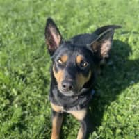 Photo of Scout