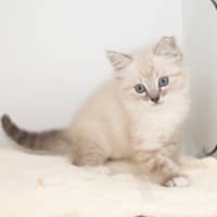 Photo of Burrito