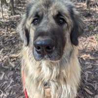 Photo of Hercules