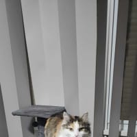 Photo of Tinkerbell Meet Me @Petstock Carrum Downs Store