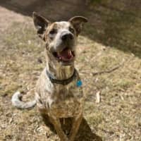 Photo of Rusty
