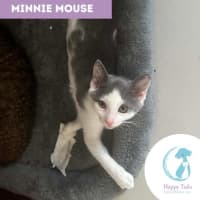 Photo of Mini Mouse