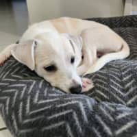 Photo of Soleil   10 Week Old Jack Russell Terrier
