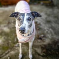 Photo of Stella