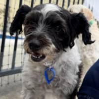 Photo of Sydney & Rocco   10 & 8 Year Old Moodle