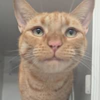 Photo of Macaroni