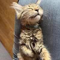 Photo of Gizmo