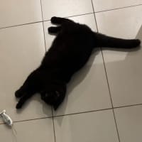 Photo of Chocolate Crackle