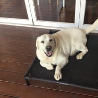 Photo of Buddy Celestino