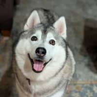 Photo of Lollipop Nee Luna