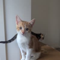 Photo of Stanley Golden