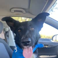 Photo of Dozer