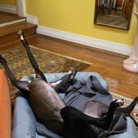 Photo of Ace The Greyhound