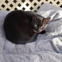 Photo of Bagheera