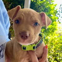 Photo of Aspen   4 Month Old Staffy X