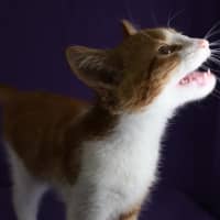 Photo of Meringue