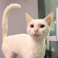 Photo of Marshmallow