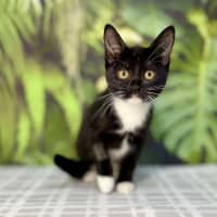 Photo of Pixie   Located In Frankston