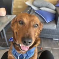 Photo of Spud   4 Year Old Corgi X