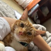 Photo of Sox *9 Lives Project Rescue*