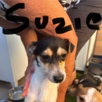 Photo of Suzie