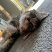 Photo of Gracie Meet Me At Petstock Carrum Downs Store 