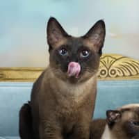 Photo of Skadi And Freya