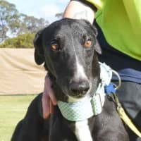 Photo of Frodo The Greyhound