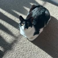Photo of Nova