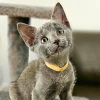 Photo of Misty