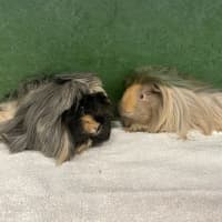 Photo of Donna Noble (Bonded To Ella)