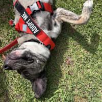 Photo of Pixel