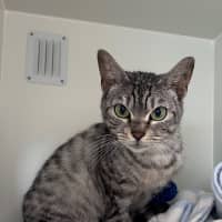 Photo of Hattie